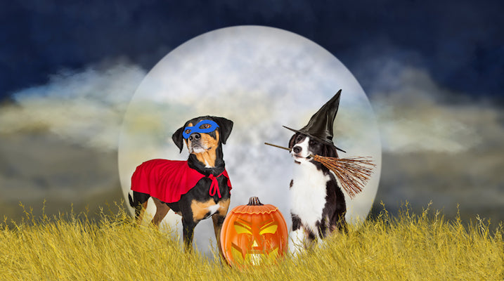 Chocolate and Pets Don’t Mix! Halloween Special