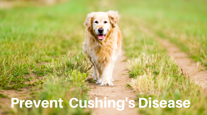 Preventative Pet Care: Most Dog Owners Mistaken Cushing's Disease for their Dog's Aging