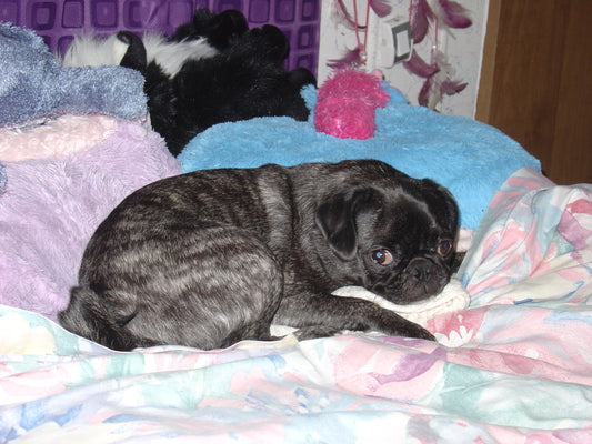 Finding Relief for Kiya the Pug's Unexpected Cushing's Disease