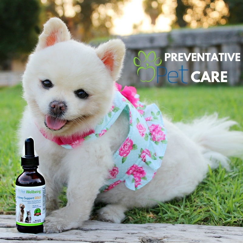 Kidney Support Gold Gives This Dog A New Healthful Life Without Disease