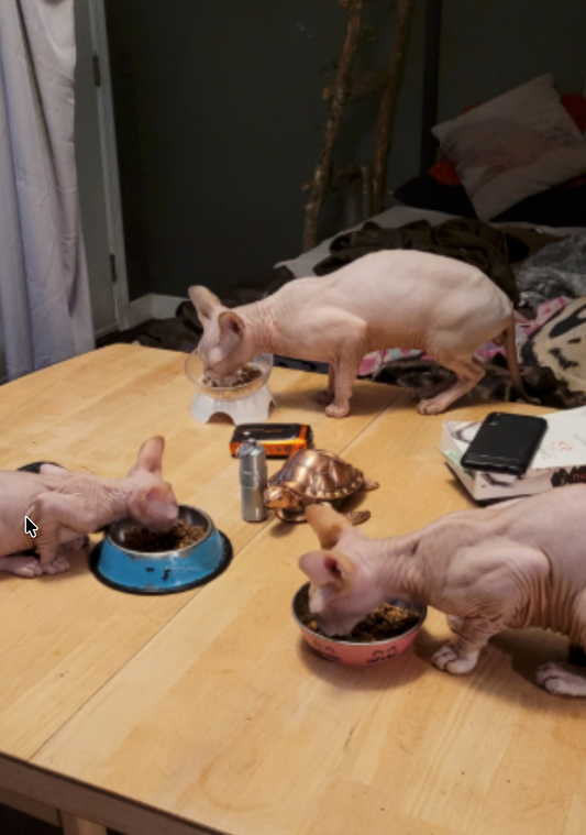 From One Picky Sphynx to the Whole Crew: Supporting Daily Vitality with Dandelion Root