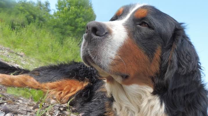 Relieve Your Pet's Seasonal Allergies with a Simple Air Purifier