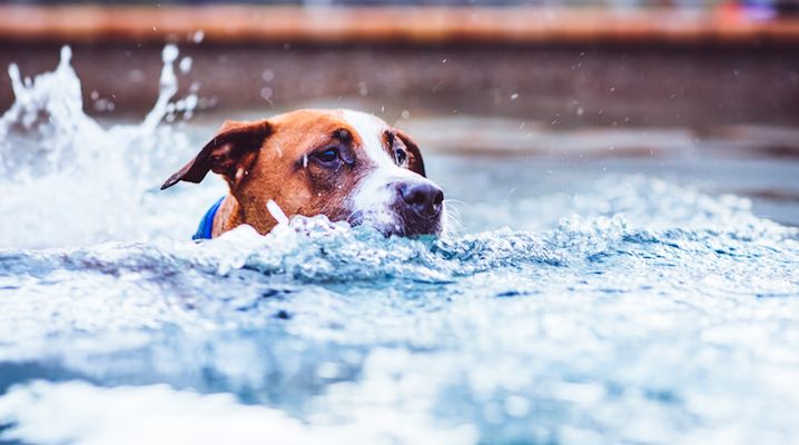 Meet Scruffy Pearl, canine heart disease survivor, is feeling "Young at Heart" again!