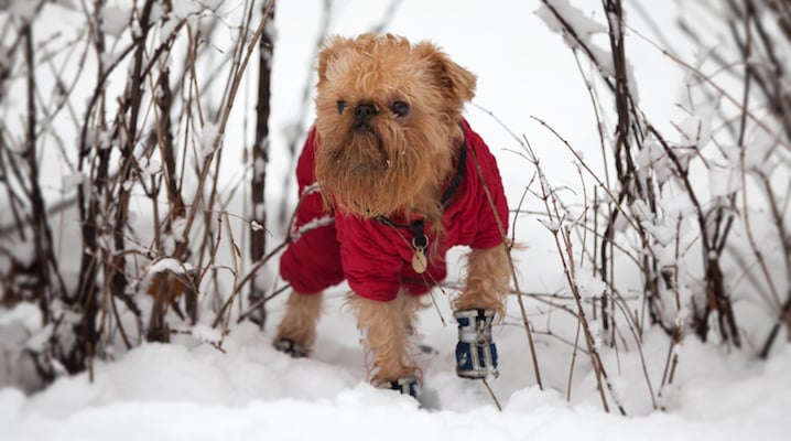 Dog Clothes: The Do's, Dont's And How-To's