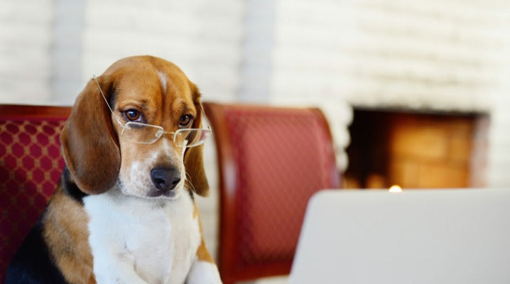 Why Your Dog Needs Just as Much Mental Exercise as Physical Exercise