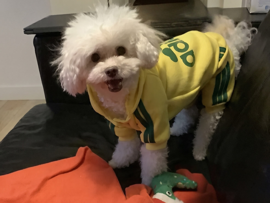 Shaping the Microbiome: How Dandelion Root Supports Your Senior Pet's Daily Vitality