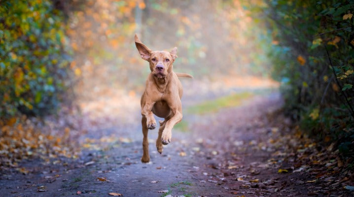 Why Does Your Pup Get the Zoomies?