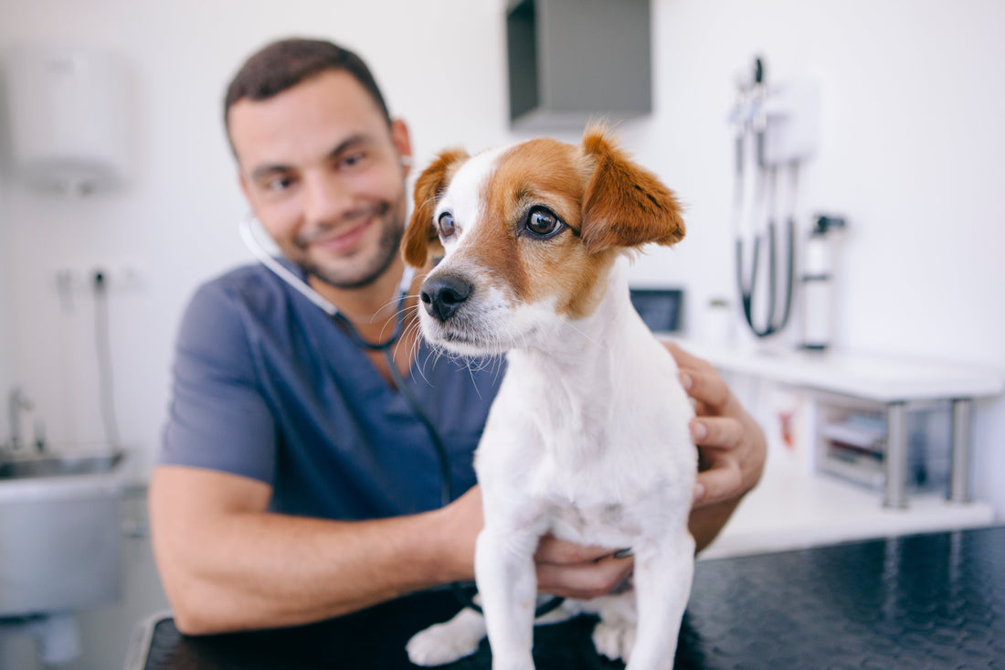Tempted to Skip Your Pet’s Annual Checkup? Don’t!