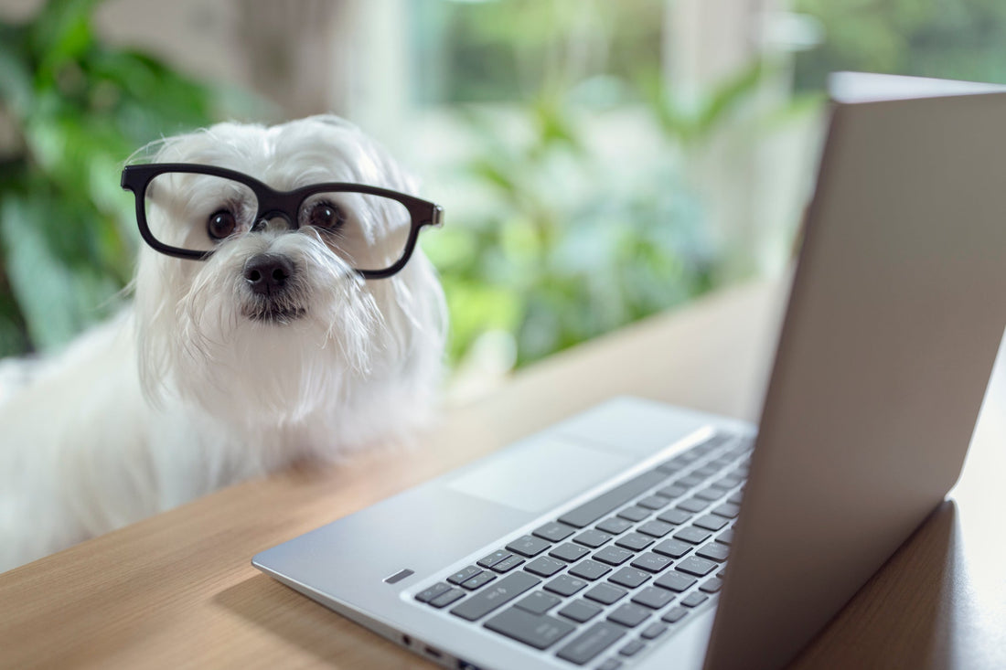 Pet Wellbeing eBooks and Whitepapers Directory