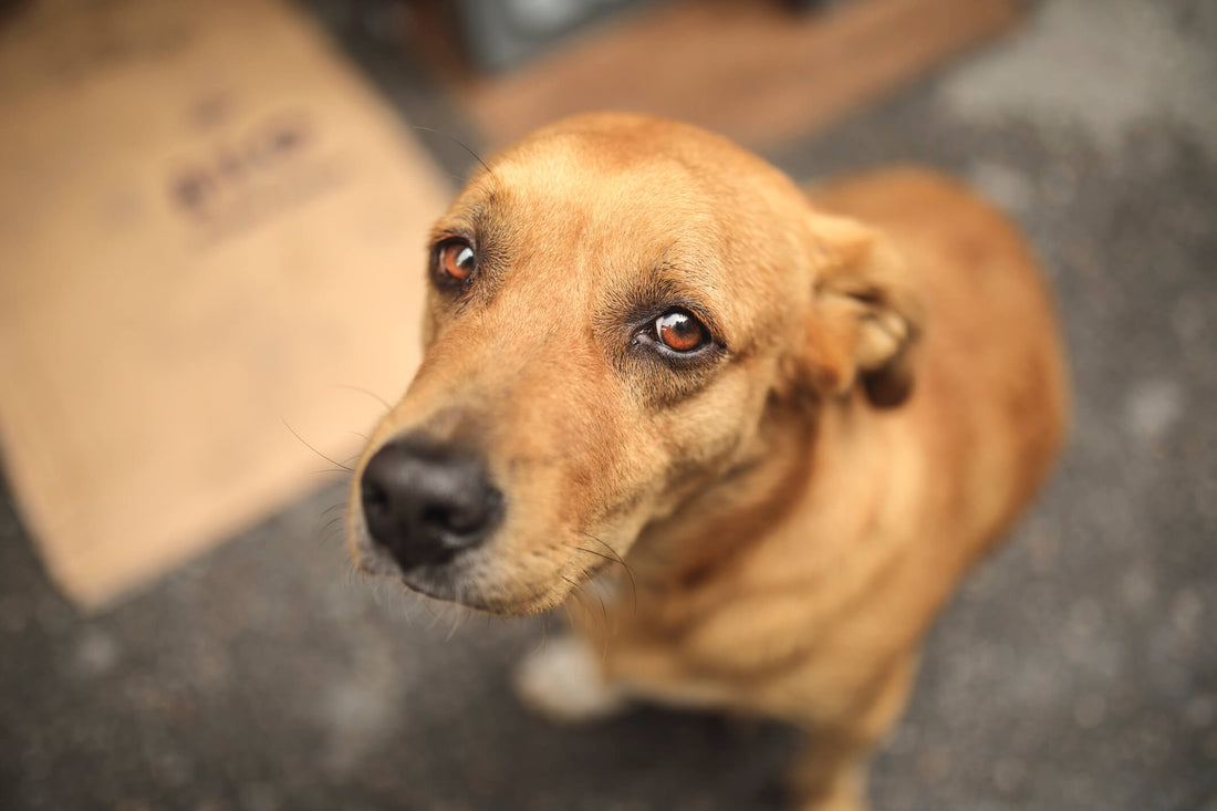 Speak Up! How You Can Report Cruelty to Animals
