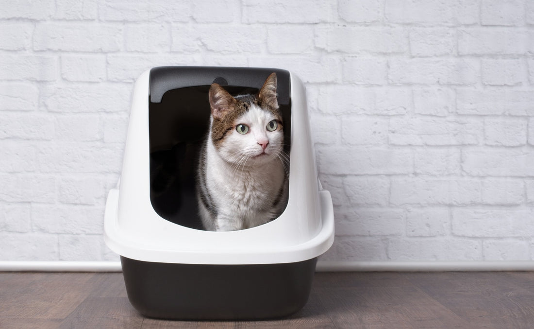 Backed Up or Blocked - Feline Constipation or Intestinal Obstructions?