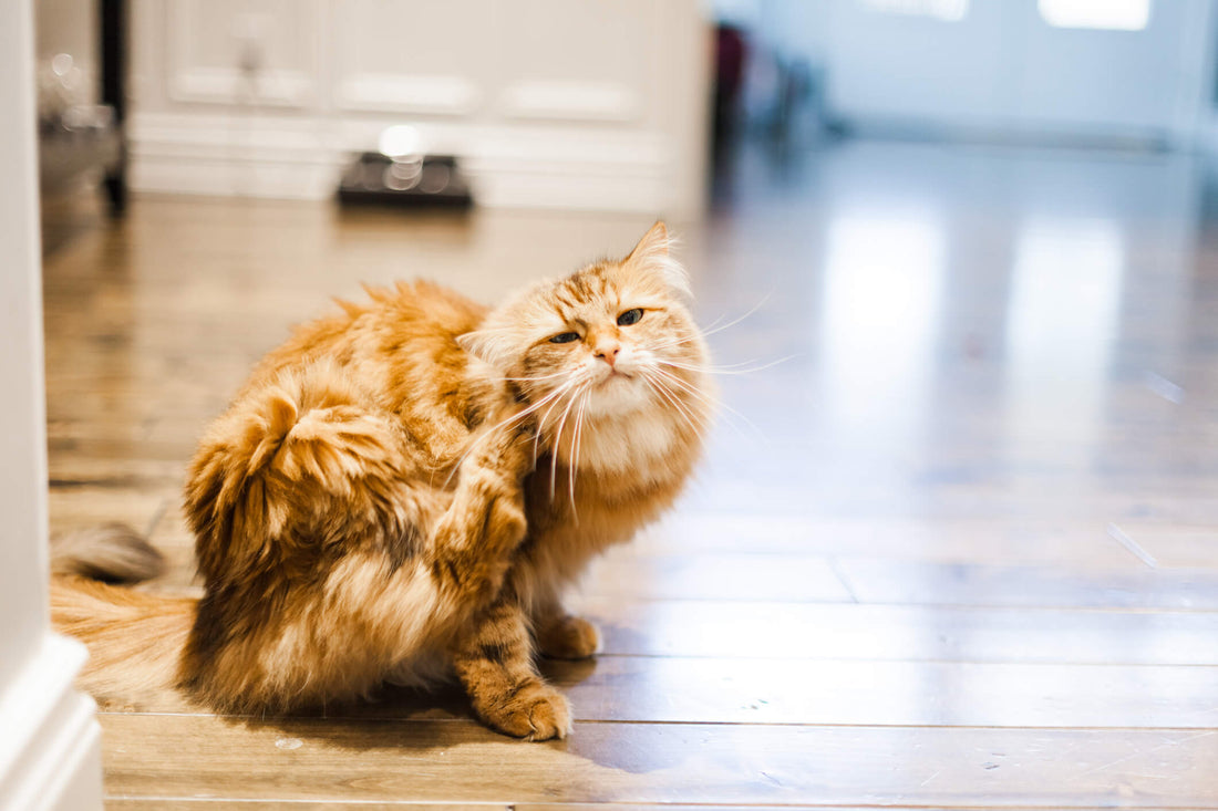 What is Going on With Your Cat's Abrupt Twitching?