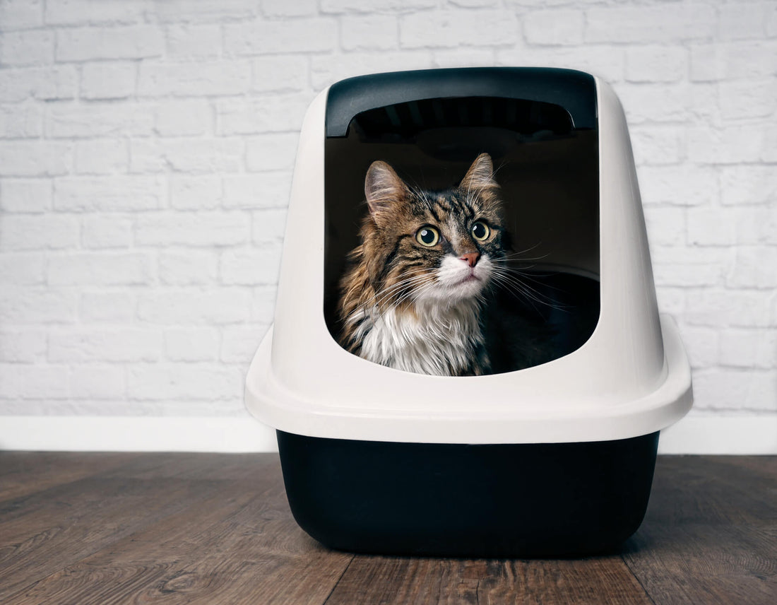 What is Feline Idiopathic Cystitis and How Can You Help?