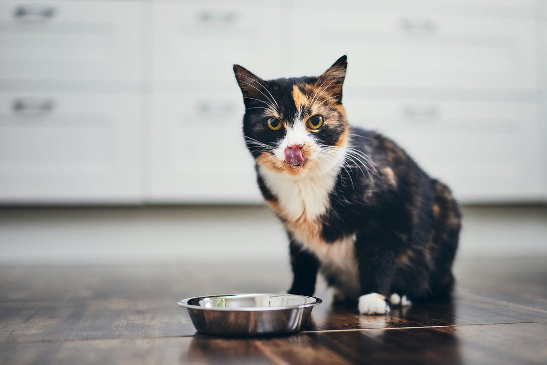 What to Do If Your Cat Is Always Hungry