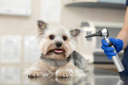 Tips for Living With a Hearing-Impaired Pet