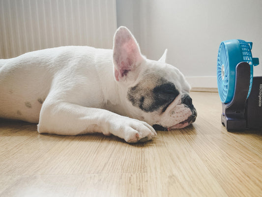 8 Tips to Keep Pets Cool During a Heat Wave