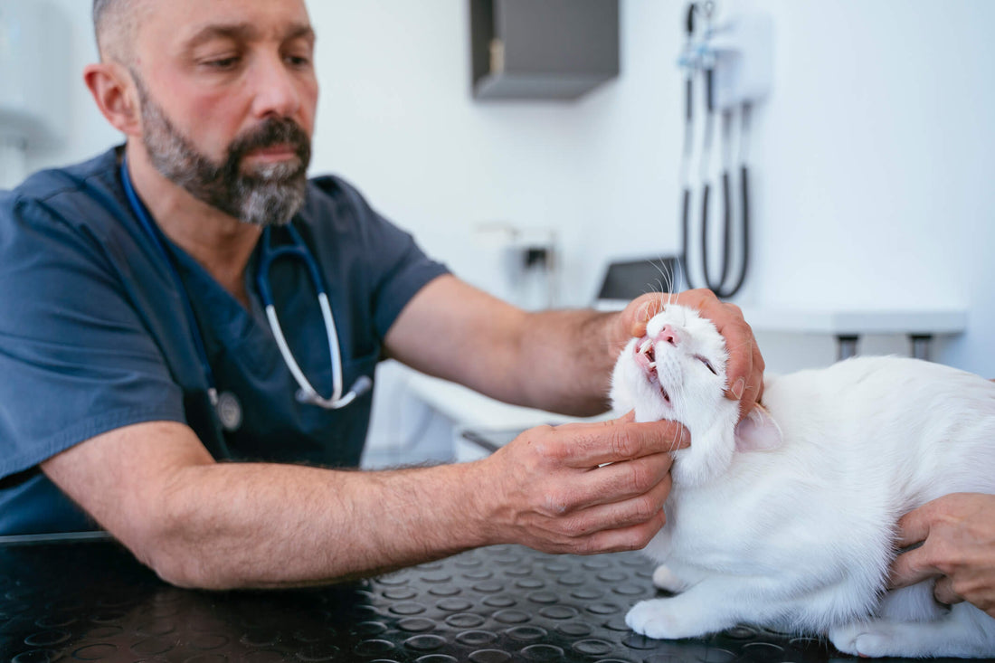 Do My Cat's Gums Look Normal? Here's How to Tell