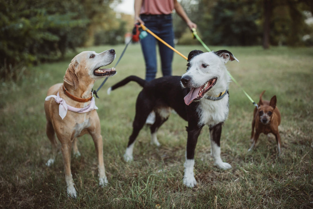 This Is Why Mutts Tend to Be Such Healthy Pets