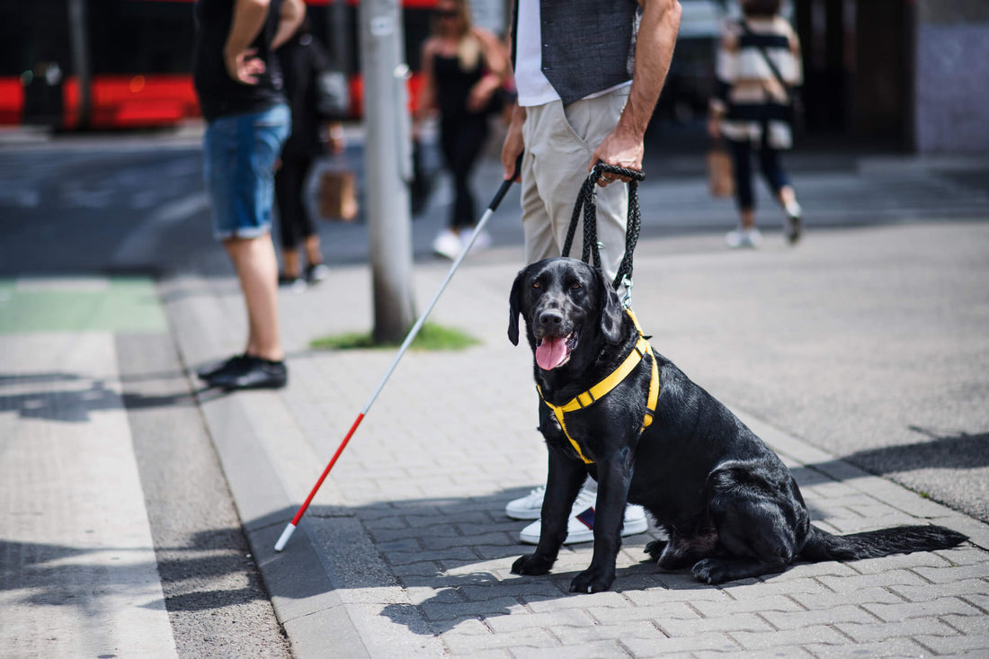 Let's Celebrate The Greatness of Guide Dogs!