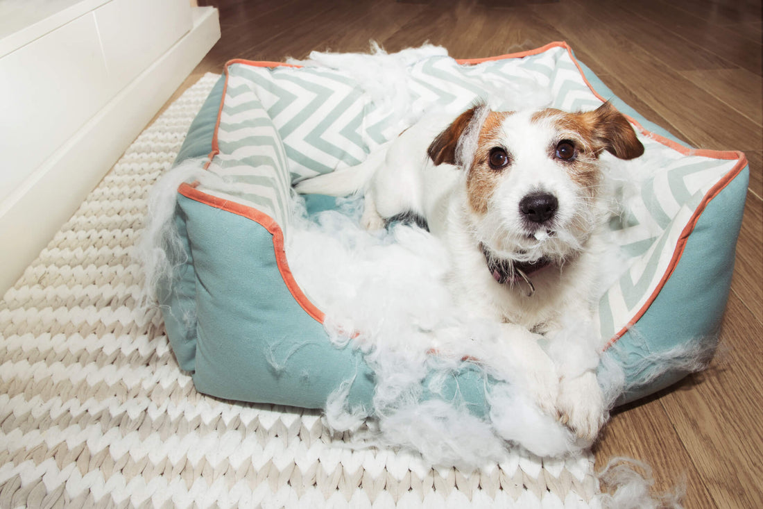 How You Can Limit Destruction from Your Stressed-Out Chewers