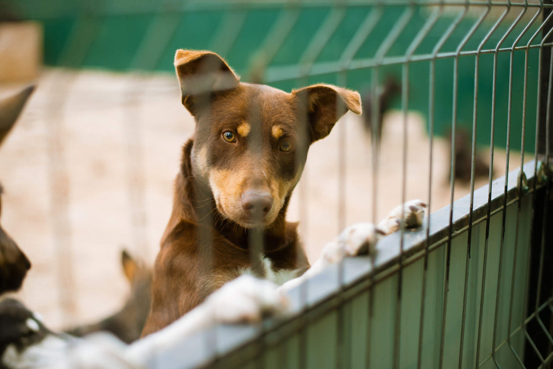 What is Kennel Cough and How Can I Treat It?