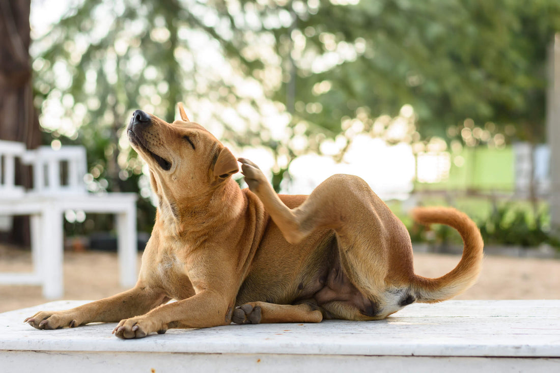 How to Spot the Signs of Seasonal Allergies in Dogs