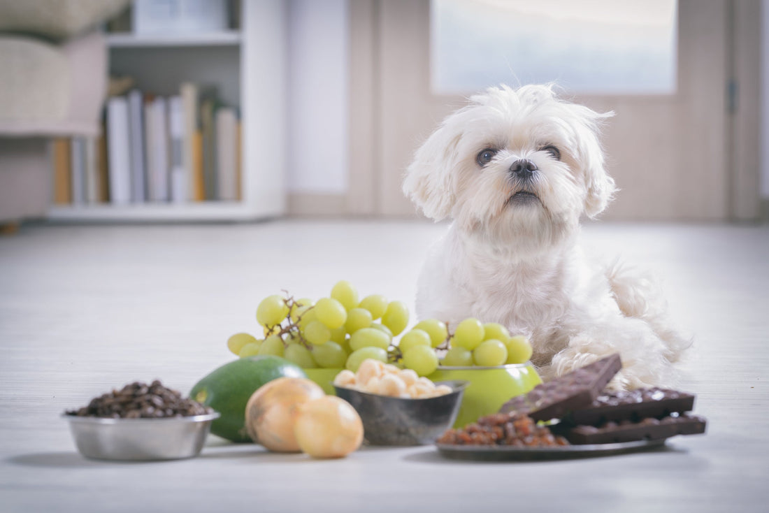 Poisoning in Dogs and What to Do if it Happens
