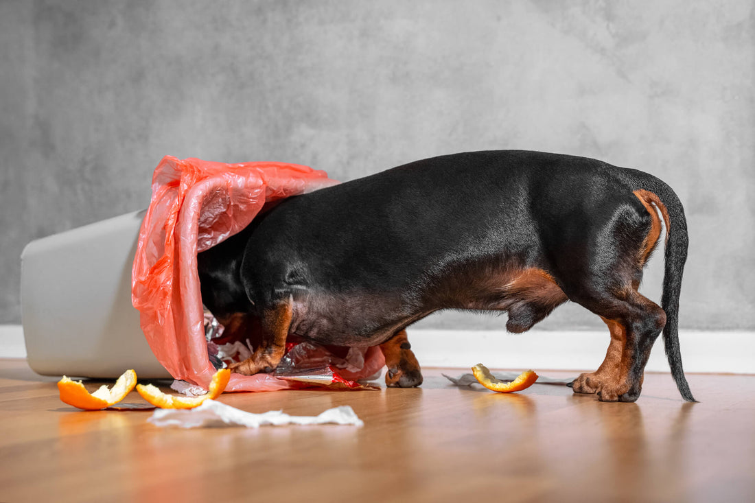Garbage Gut: What to Do and How to Know When It's Serious