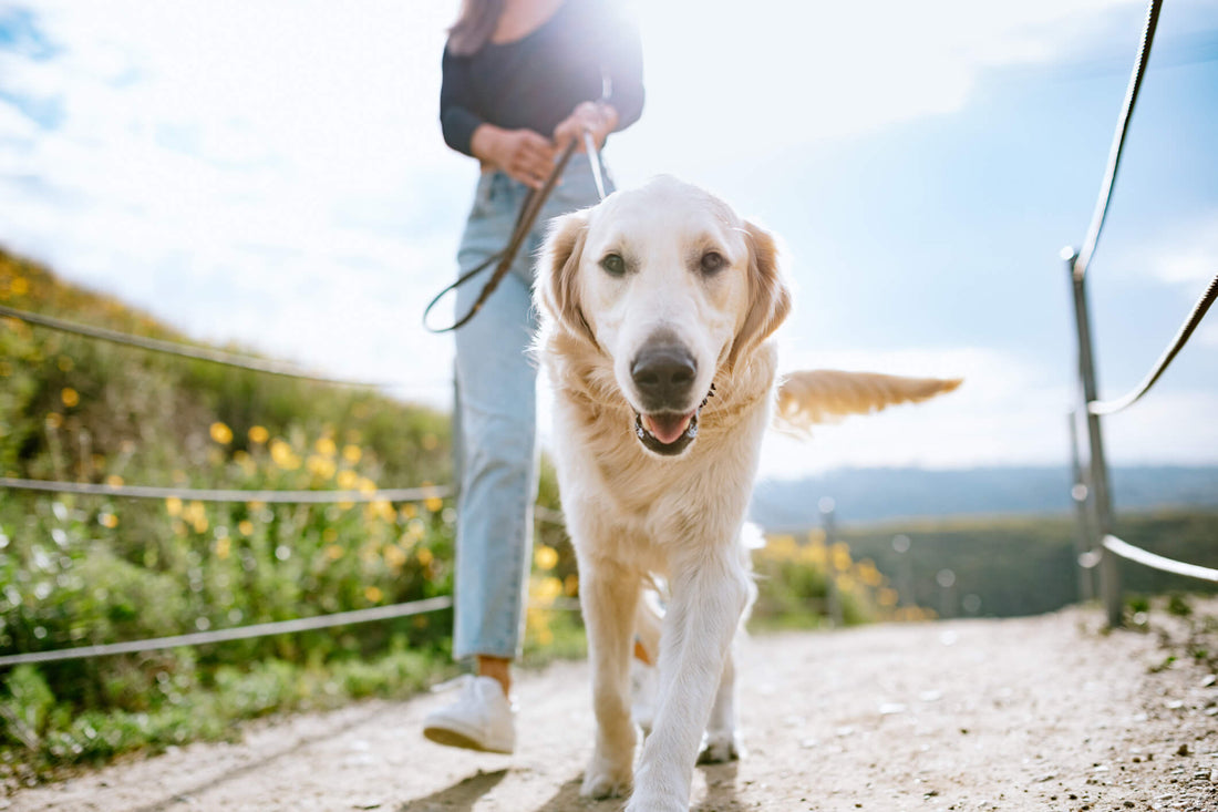 6 Natural Tips to Protect Your Pet's Liver
