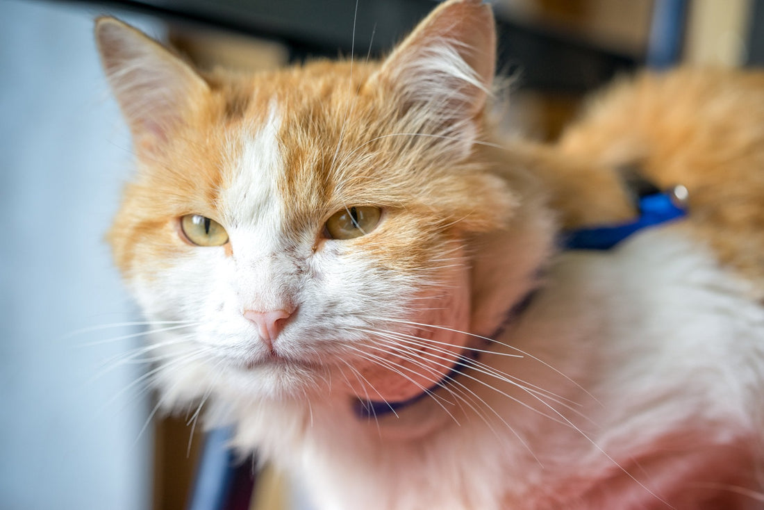 How to Identify and Treat an Abscess in Your Cat