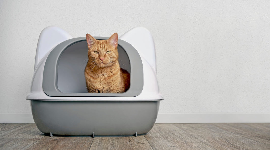 7 Common Causes of Constipation in Cats
