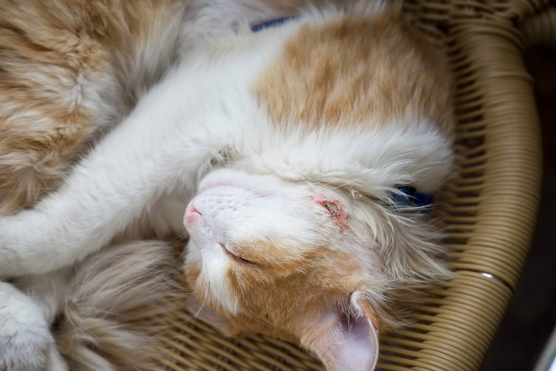 Why You Need to Catch Your Cat's Yeast Infection Early