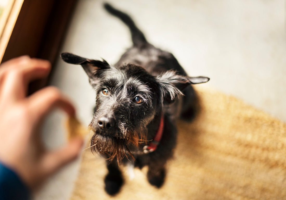New Pet Wellbeing Chewables Are Coming in 2022