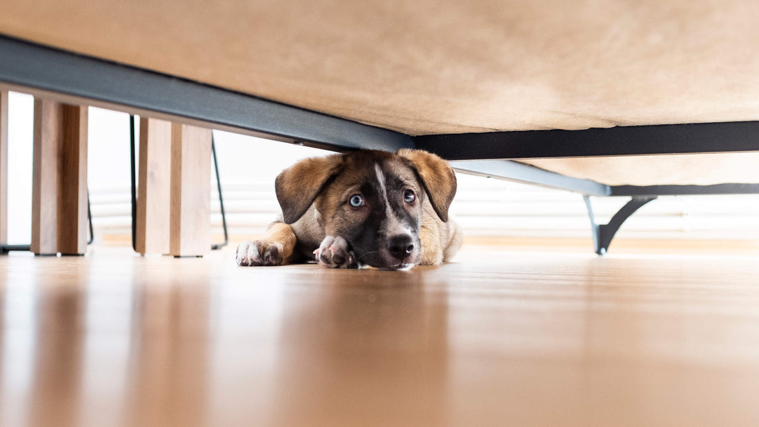 Managing General Anxiety in Dogs and Cats