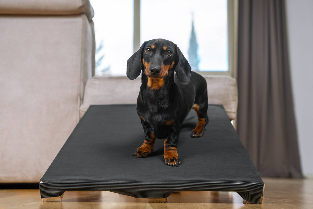 Senior Ups and Downs: Help Your Aging Dog Navigate Your Home Safely