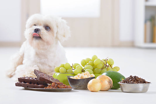 10 of the Most Common Toxins for Cats and Dogs