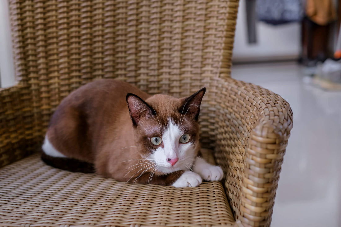 How Stress Is Straining Your Cat's Health