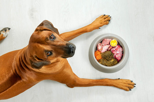 Navigating Protein Allergies in Pets