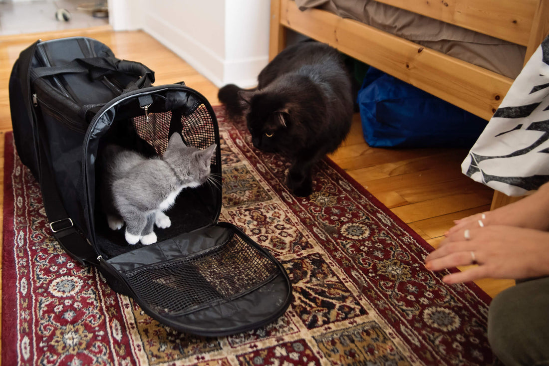 8 Tips for Introducing a Rescue Cat to Other Pets Safely