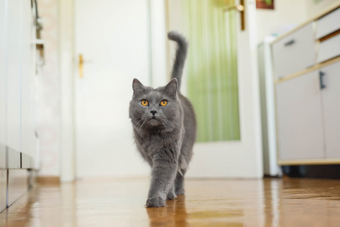 Natural Support for Degenerative Joint Disease in Cats