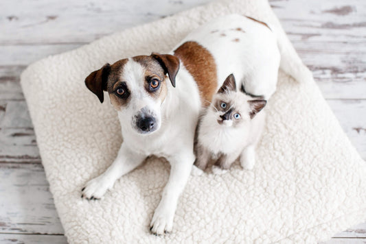 Why Omega 3s are So Important for Puppies & Kittens