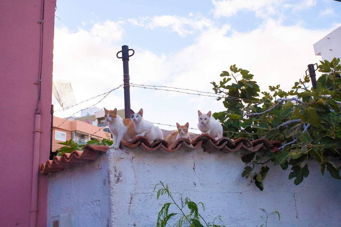 Why So Many Cats End Up as Strays