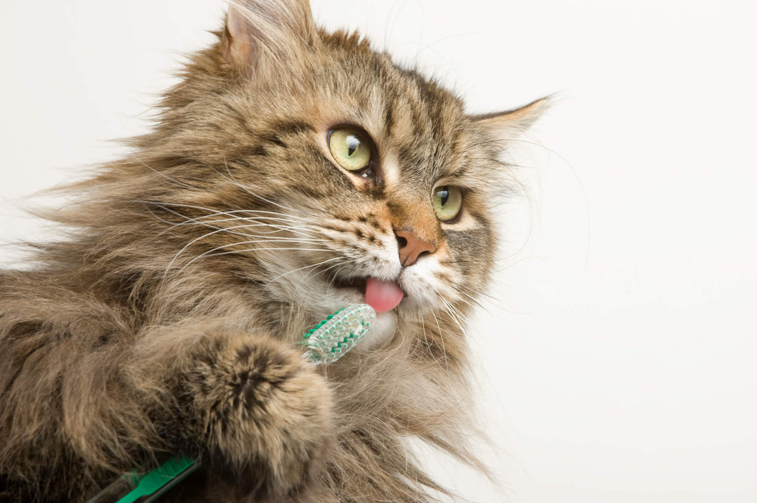 Can You Brush a Cat's Teeth?