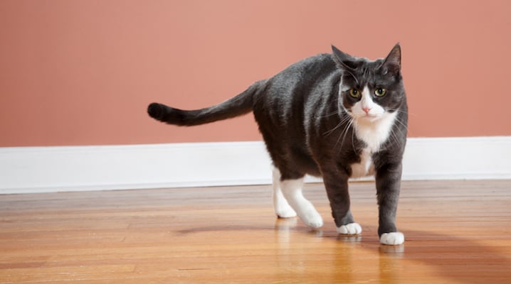 How To Interpret Your Cat's Mysterious Body Language