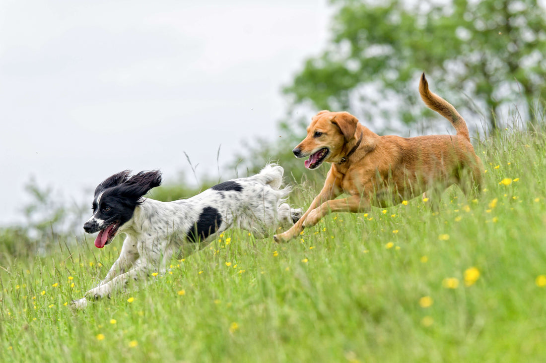 Sporty Dogs Need Special Care for Long-Lasting Mobility