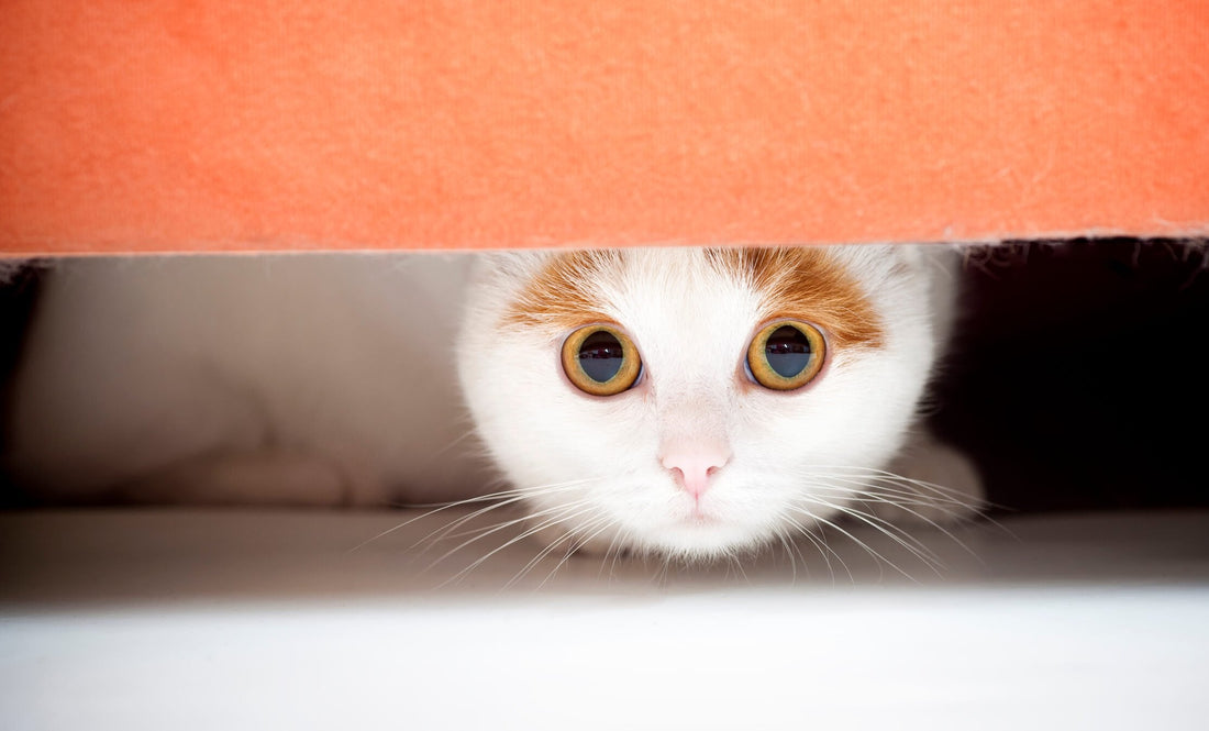 10 of the Most Common Pet Stressors