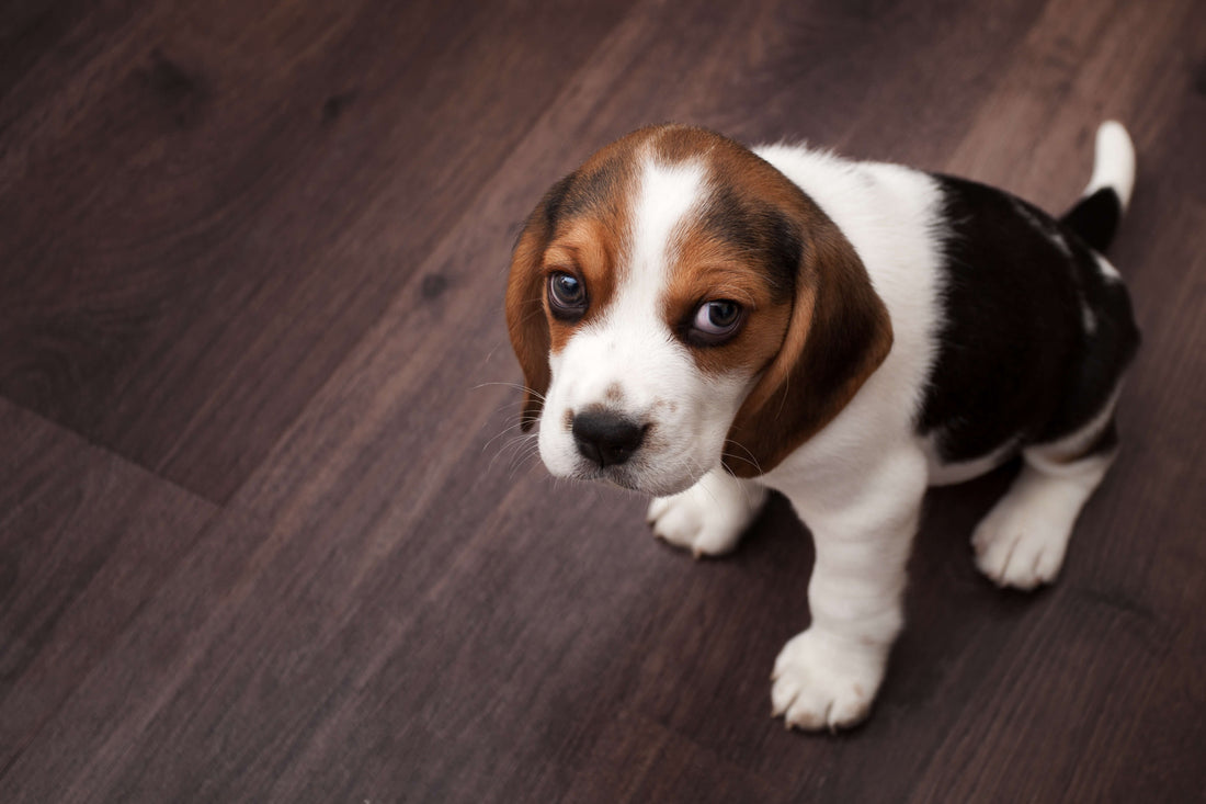 5 Symptoms of Colic in Dogs and How to Address Them