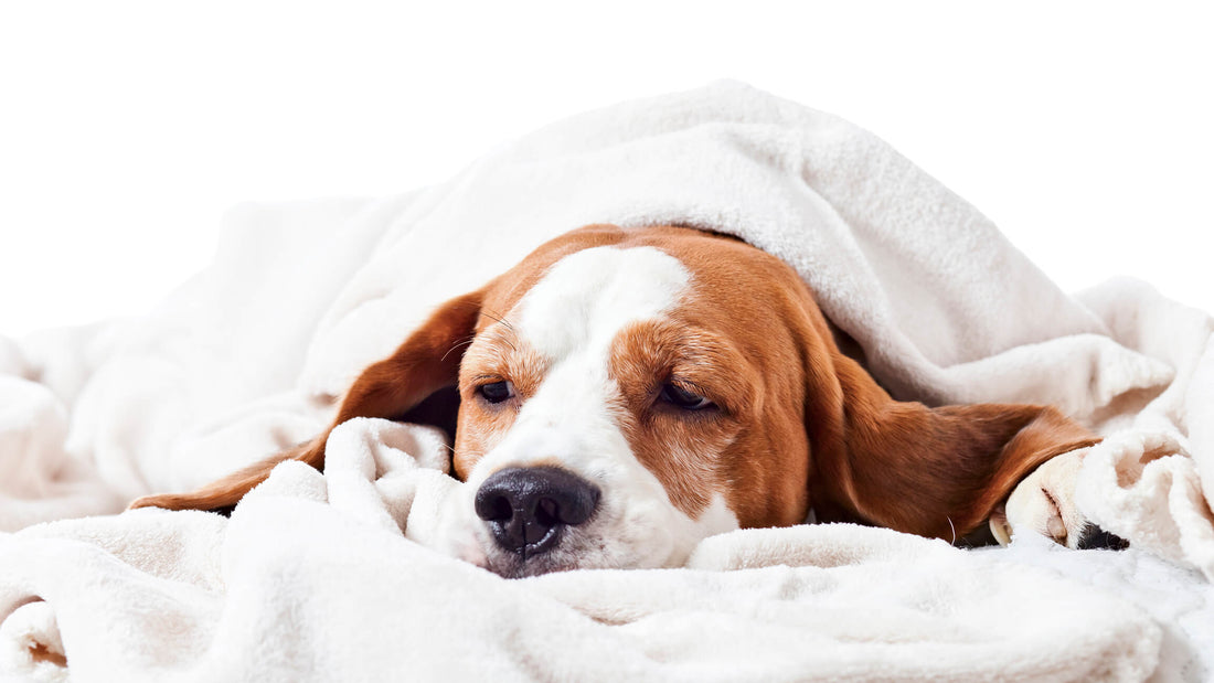 This Is How Chronic Pain Can Impact Your Pup