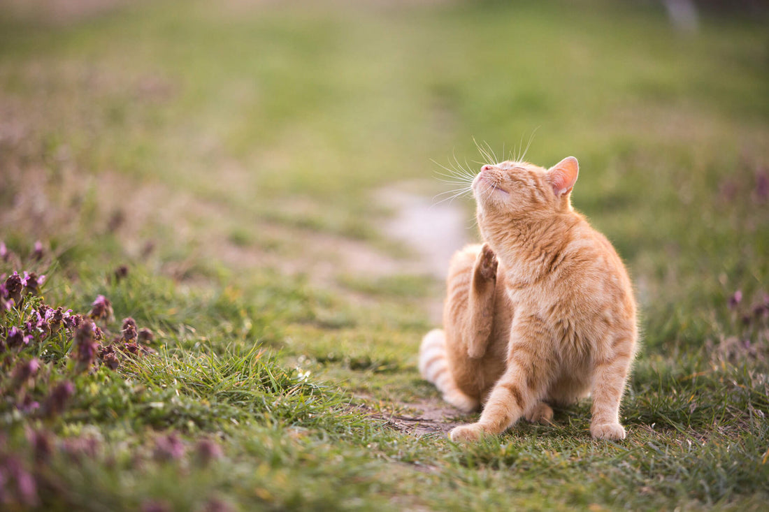 The Connection Between Diet and Your Cat's Healthy Skin