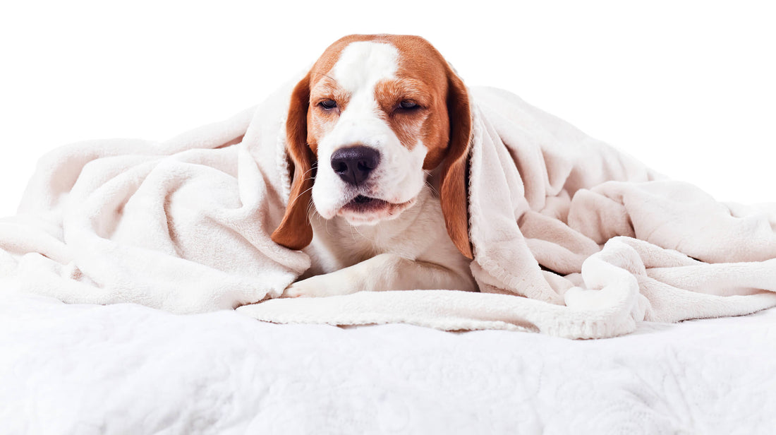 This Breathing Issue Can Be Life-Threatening for Dogs